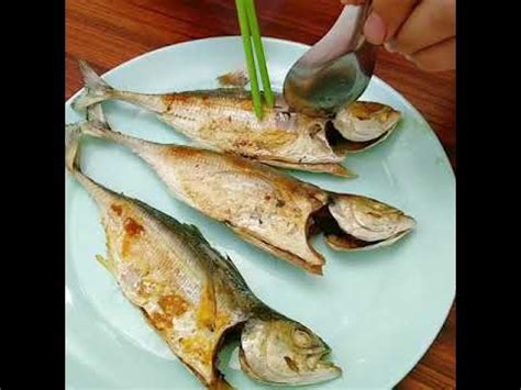 鐵甲武士魚吃什麼